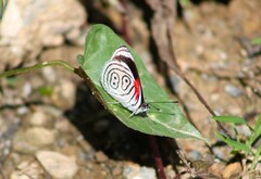 Diaethria
