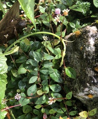 Persicaria capitata
