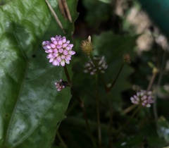 Persicaria capitata