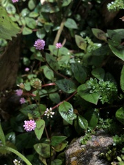 Persicaria capitata