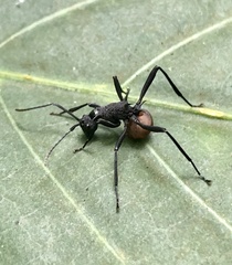 Polyrhachis armata