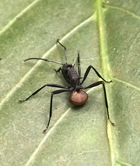 Polyrhachis armata
