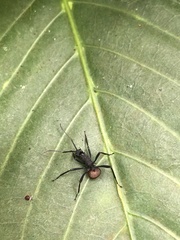 Polyrhachis armata