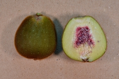Ficus esquiroliana