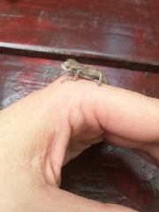 Bradypodion damaranum