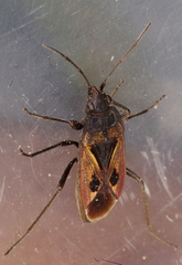 Rhyparochromus