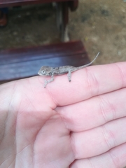 Bradypodion damaranum