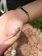 Bradypodion damaranum