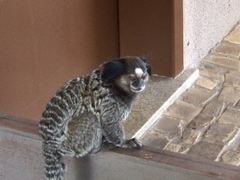 Callithrix penicillata