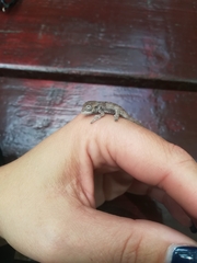 Bradypodion damaranum