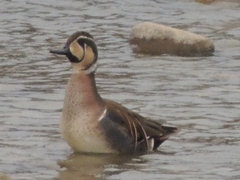 Sibirionetta formosa