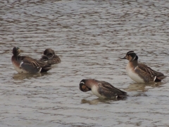 Sibirionetta formosa