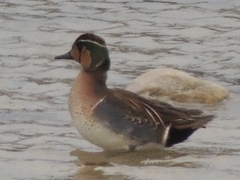 Sibirionetta formosa