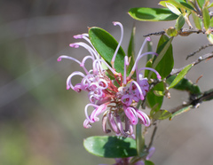 Grevillea sericea