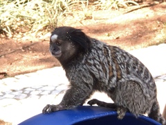 Callithrix penicillata