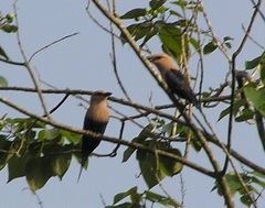 Coracias cyanogaster