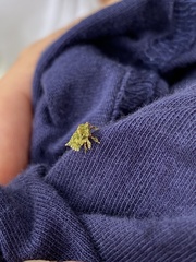 Thelacantha brevispina