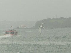 Sterna striata striata