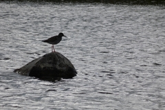 Tringa totanus totanus