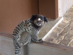 Callithrix penicillata