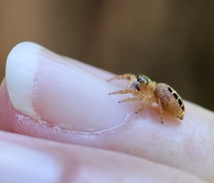 Opisthoncus sexmaculatus