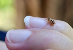 Opisthoncus sexmaculatus