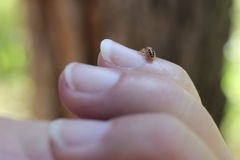 Opisthoncus sexmaculatus