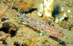 Istigobius decoratus