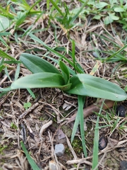 Ophrys