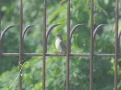Pycnonotus conradi