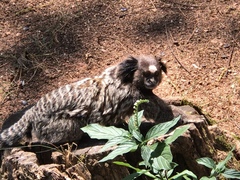 Callithrix penicillata