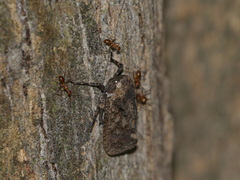 Penthicodes pulchellus