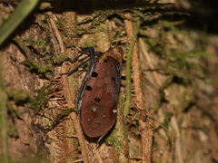 Penthicodes atomaria