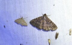 Diatenes aglossoides