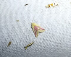 Eublemma cochylioides