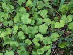 Hydrocotyle nepalensis