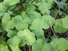 Hydrocotyle nepalensis