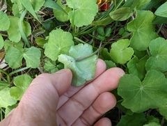 Hydrocotyle nepalensis