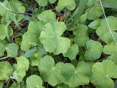 Hydrocotyle nepalensis