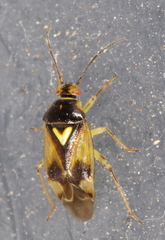 Orthops