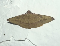 Hypochrosis hyadaria