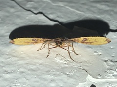 Hypochrosis hyadaria