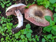 Agaricus moelleri
