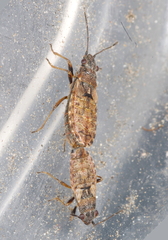 Nithecus jacobaeae