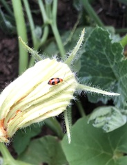 Aulacophora hilaris
