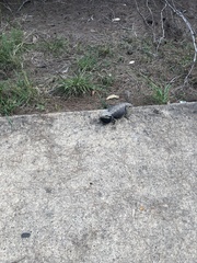 Pogona barbata