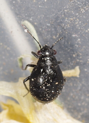 Piezocranum simulans