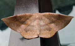 Sarcinodes restitutaria