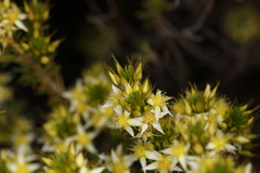 Calytrix depressa