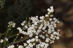 Chamelaucium drummondii